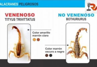 Recomiendan extremar medidas contra los alacranes